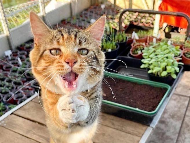 Why do cats behave so strangely? A scientific explanation.